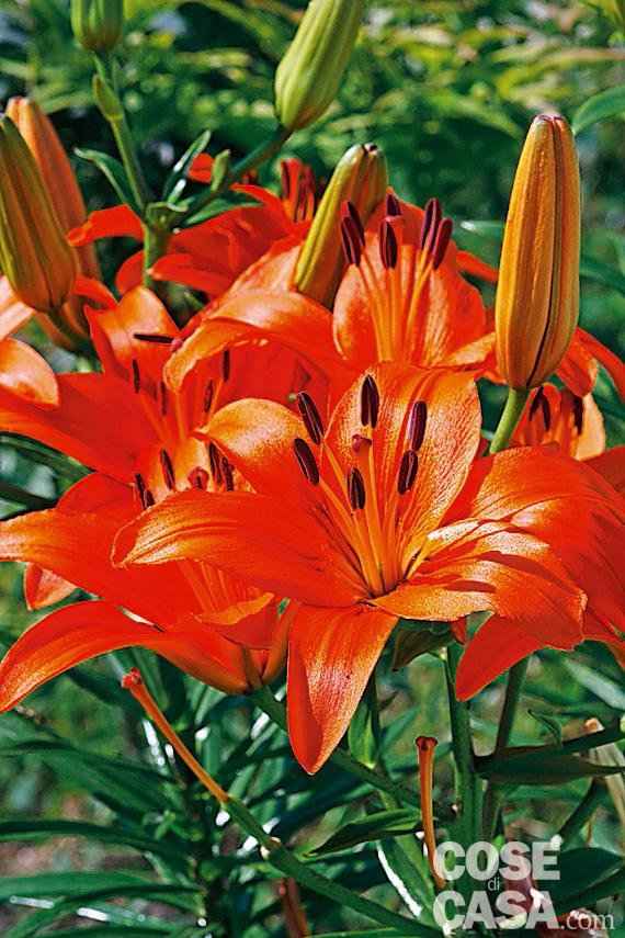Bouquet: i fiori di giugno - 59