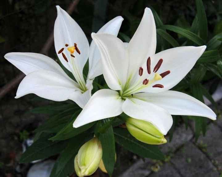 Bouquet: i fiori di giugno - 60