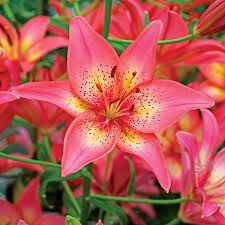Bouquet: i fiori di giugno - 62