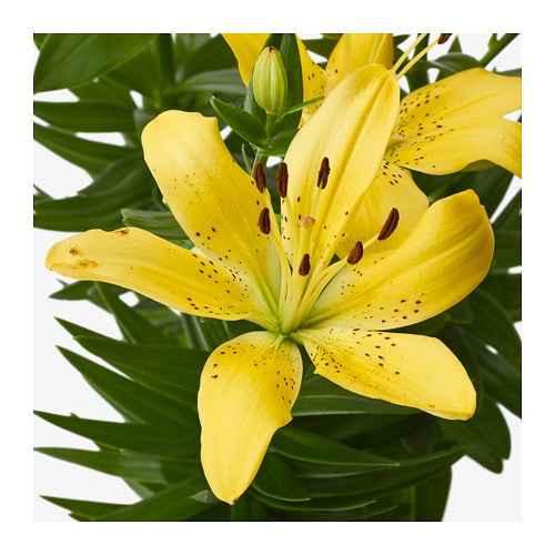 Bouquet: i fiori di giugno - 63