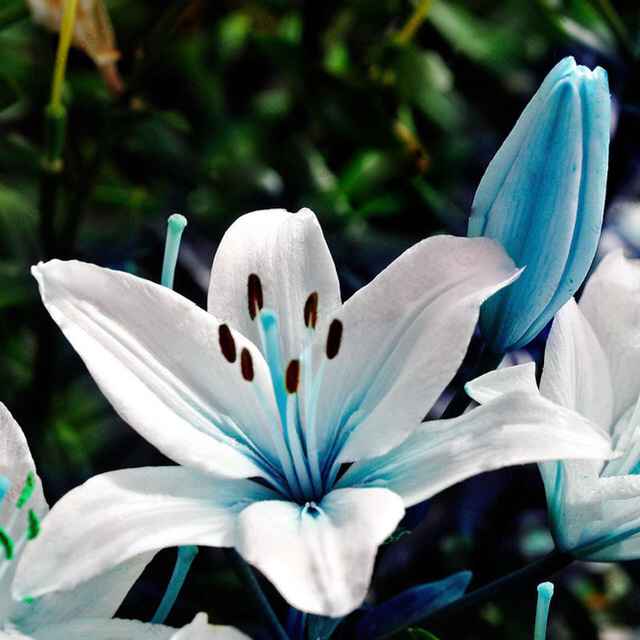 Bouquet: i fiori di giugno - 64