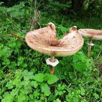 Svelateci la vostra meta per ricevere la medaglia! - 1