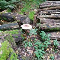 Svelateci la vostra meta per ricevere la medaglia! - 6