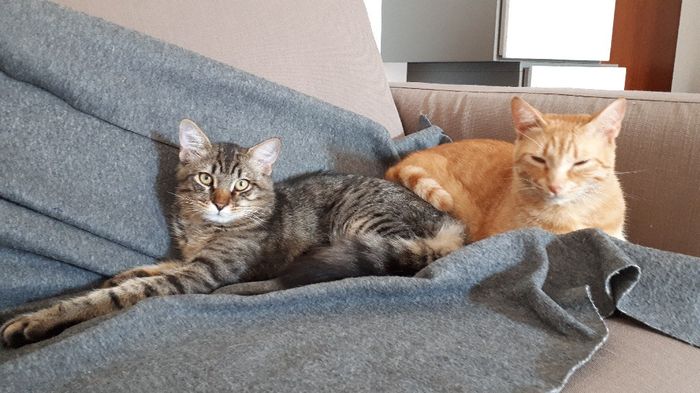 Amici pelosi🤗💙💜 - 2