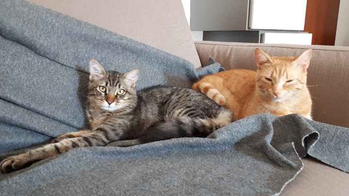 Amici pelosi🤗💙💜 - 2