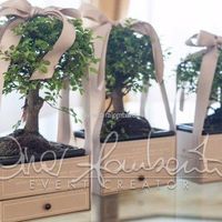 Le vostre foto delle bomboniere bonsai... - 1