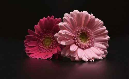 gerbera come Bouquet? - 1