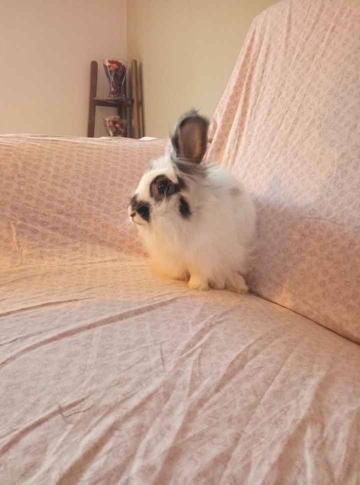 Foto con l'amico a quattro zampe🐱🐶 - 1