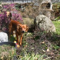 Convivenze un po’ .....pelose!🐶🐱🐹🐰 - 1