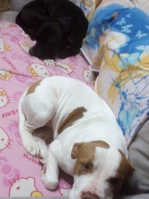 Bimbo peloso😍🐶 - 2