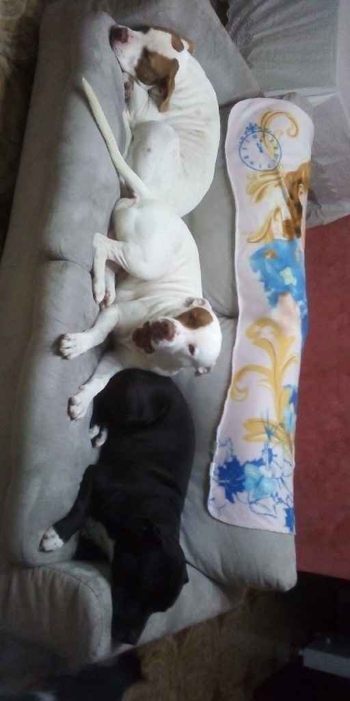 Bimbo peloso😍🐶 - 1