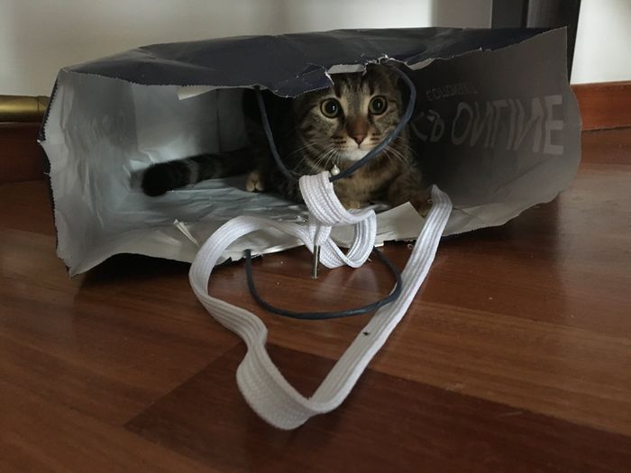 Convivenze un po’ .....pelose!🐶🐱🐹🐰 - 3