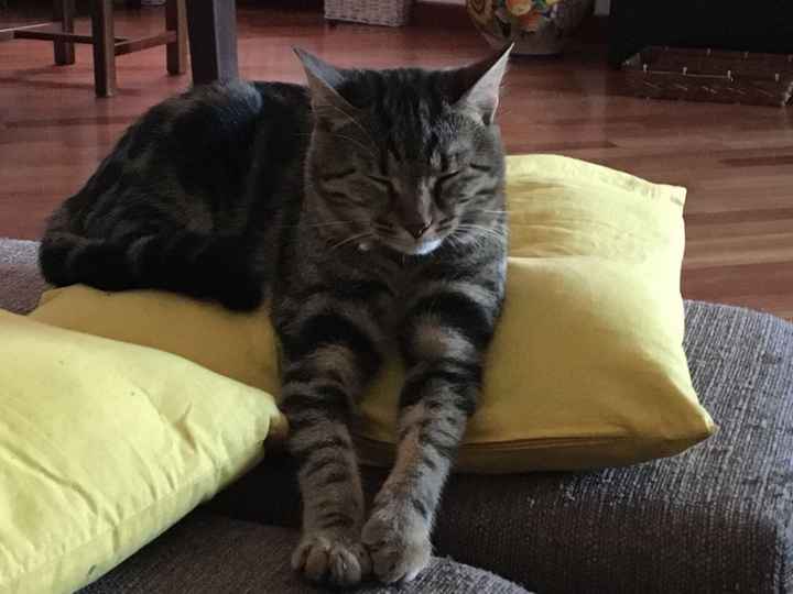 Convivenze un po’ .....pelose!🐶🐱🐹🐰 - 1