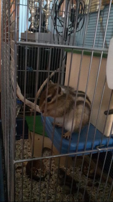 I nostri amici animali.. - 1