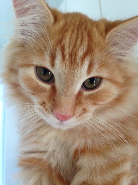 Le foto dei vostri animali - 2
