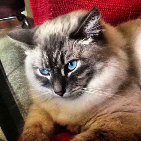 Le foto dei vostri animali - 1