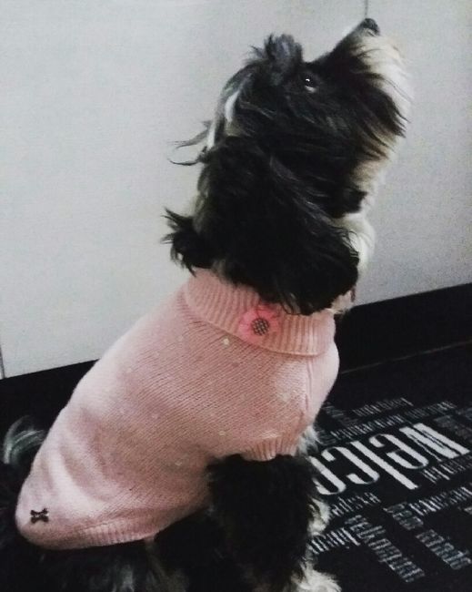 Compagno a 4 zampe? - 1