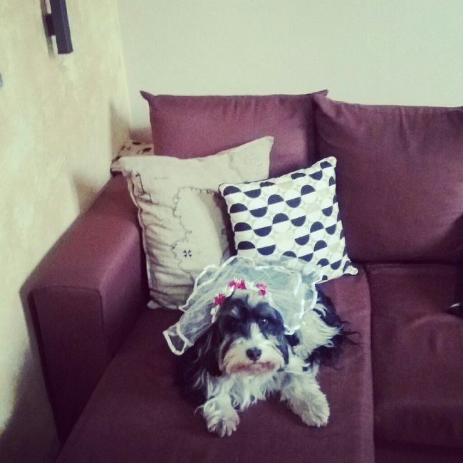 Amico a 4 zampe look - 1