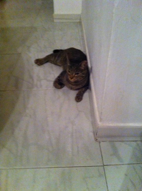 I nostri amici animali.. - 1