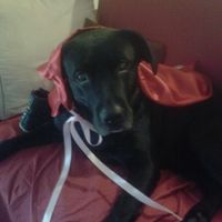 Le foto dei vostri animali - 1