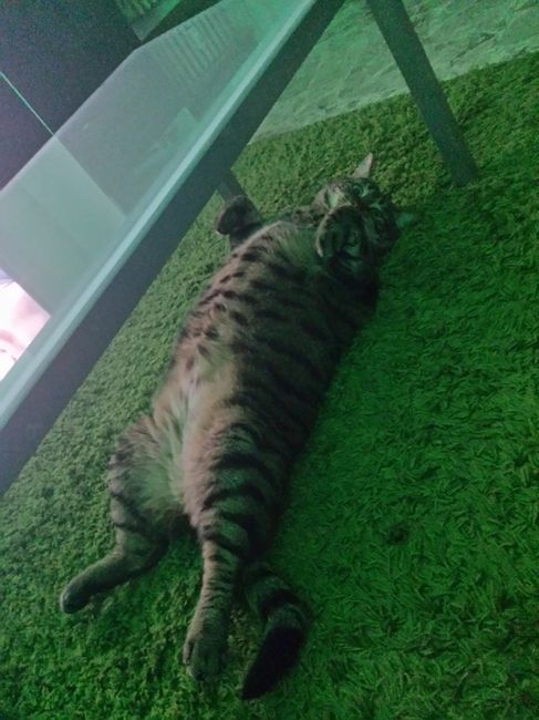 Le foto dei vostri animali - 3