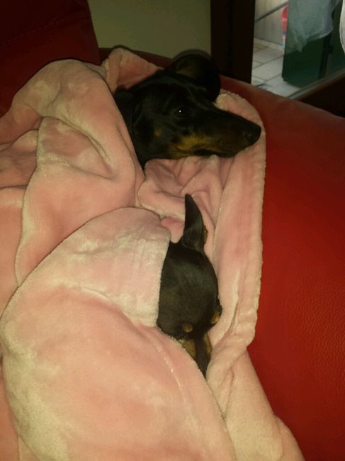 Too cute: i vostri amici animali - 1