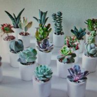 Promessa di matrimonio - 1