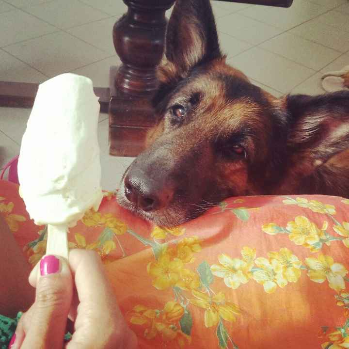 Lui è il mio piccolino!🐶 Parteciperà alle nostre nozze! E i vostri? - 2