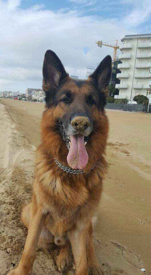 Lui è il mio piccolino!🐶 Parteciperà alle nostre nozze! E i vostri? - 3