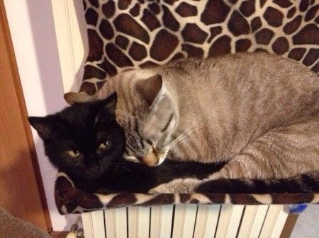 Too cute: i vostri amici animali - 1