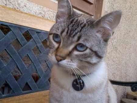 Too cute: i vostri amici animali - 2