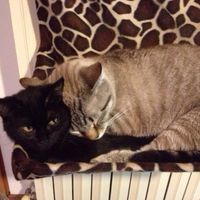 Too cute: i vostri amici animali - 1