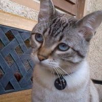 Too cute: i vostri amici animali - 2