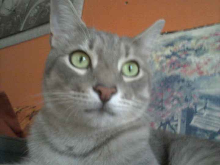 Animali domestici - 1