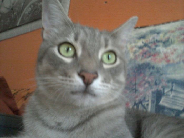 Animali domestici - 1