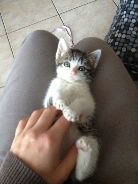 Oggi vi presento i nostri "mimmi" :) - 1