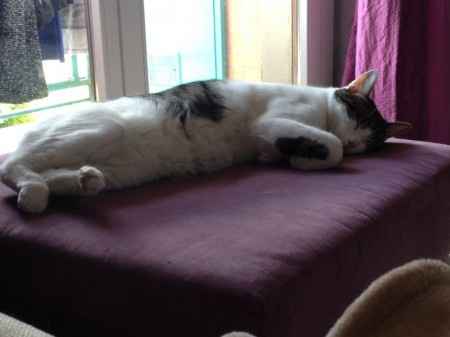 Oggi vi presento i nostri "mimmi" :) - 2