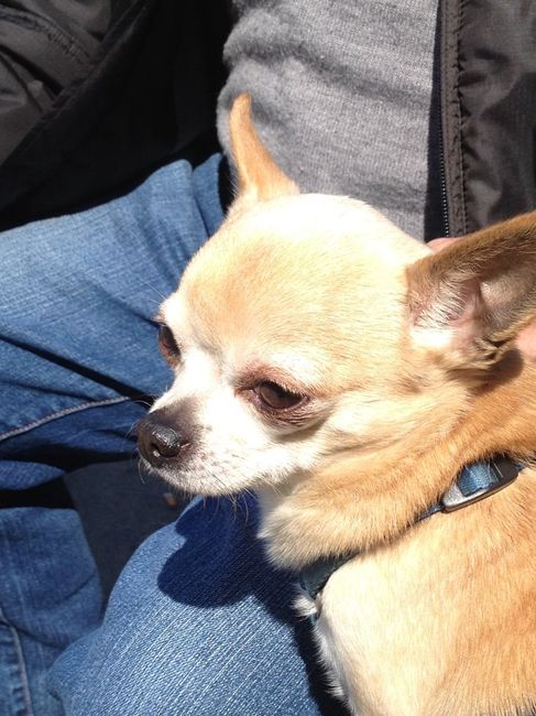 Too cute: i vostri amici animali - 1