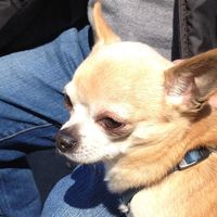 Too cute: i vostri amici animali - 1