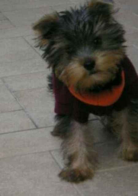 Le foto dei vostri animali - 1