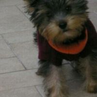 Le foto dei vostri animali - 1