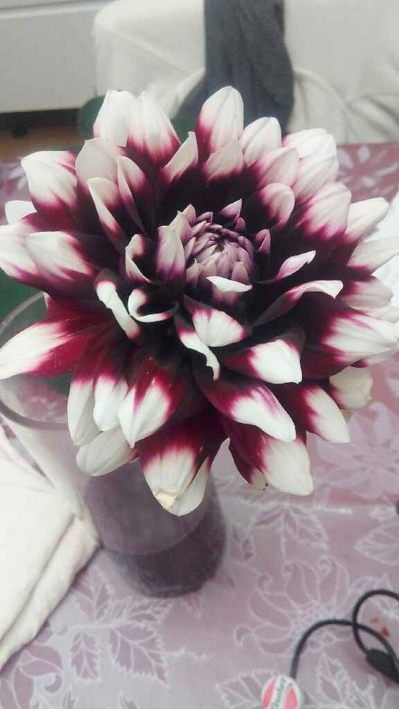 Fiori ideali per agosto - 1