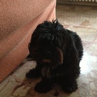 Too cute: i vostri amici animali - 1