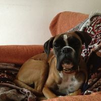 Too cute: i vostri amici animali - 2
