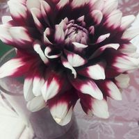 Fiori ideali per agosto - 1