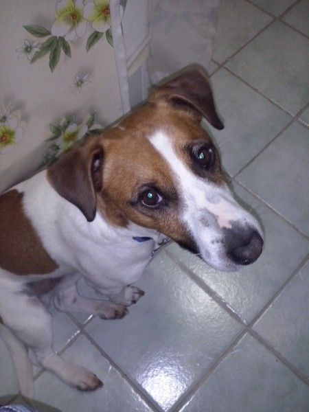 Too cute: i vostri amici animali - 1