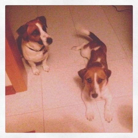 Too cute: i vostri amici animali - 2