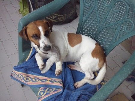 Too cute: i vostri amici animali - 3