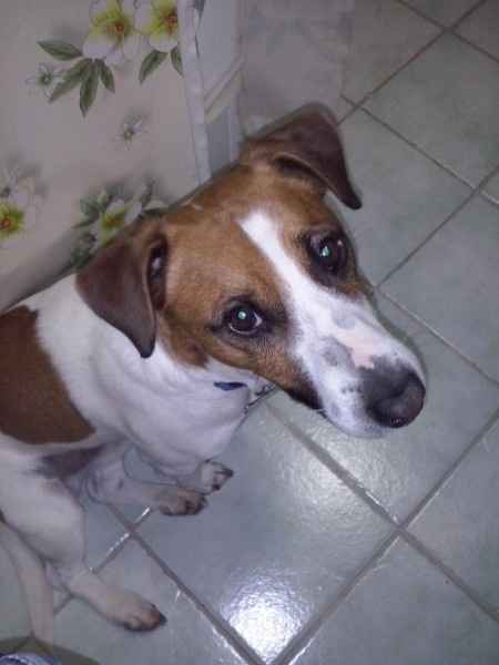 Too cute: i vostri amici animali - 1