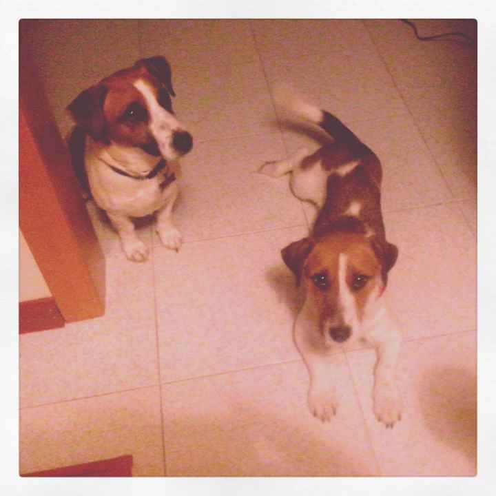 I vostri cuccioli parteciperanno alle vostre nozze? - 1